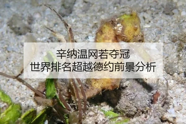 辛纳温网若夺冠 世界排名超越德约前景分析